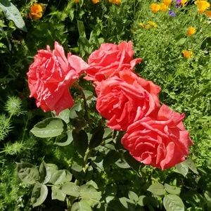 Meet your Posher, Marissa